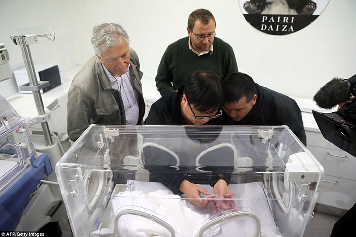 Панда Хао Хао родила крохотного детеныша в бельгийском зоопарке Панда Хао Хао родила крохотного детеныша в бельгийском зоопарке животные, панды