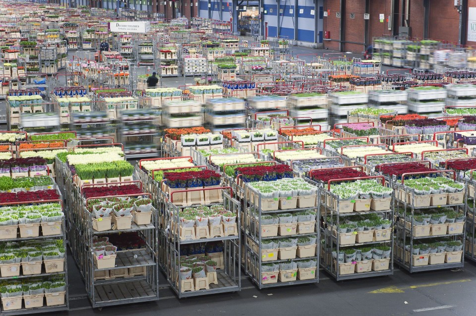 | NewsInPhoto.ru Новости и репортажи в фотографияхГолландский цветочный аукцион FloraHolland (10)