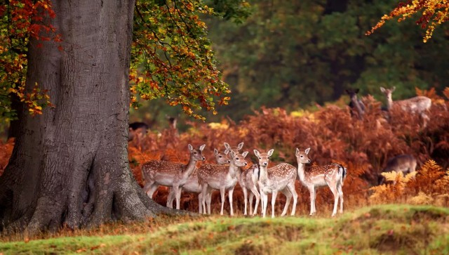 happyfall_WCTH11-640x363 (640x363, 266Kb)