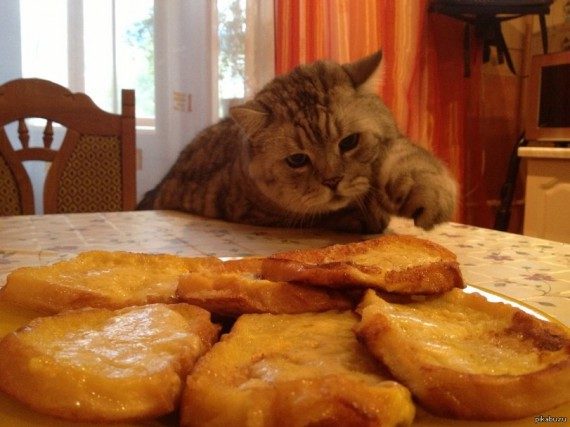 Коты, которых застали врасплох. И вовсе они не воруют, они охотятся! Коты, которых застали врасплох. И вовсе они не воруют, они охотятся!