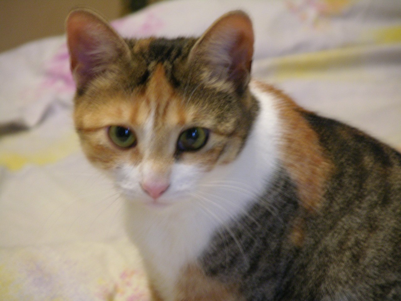 кошка