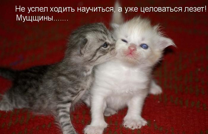 Мохнатые шутки Мохнатые шутки