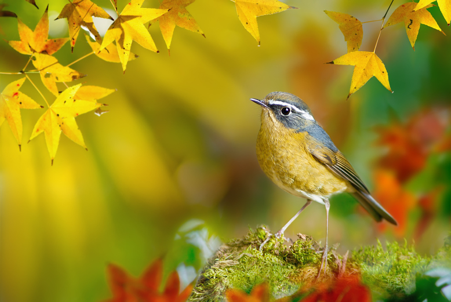 ～ White-browed Bush-Robin ～, автор — FuYi Chen на 500px.com