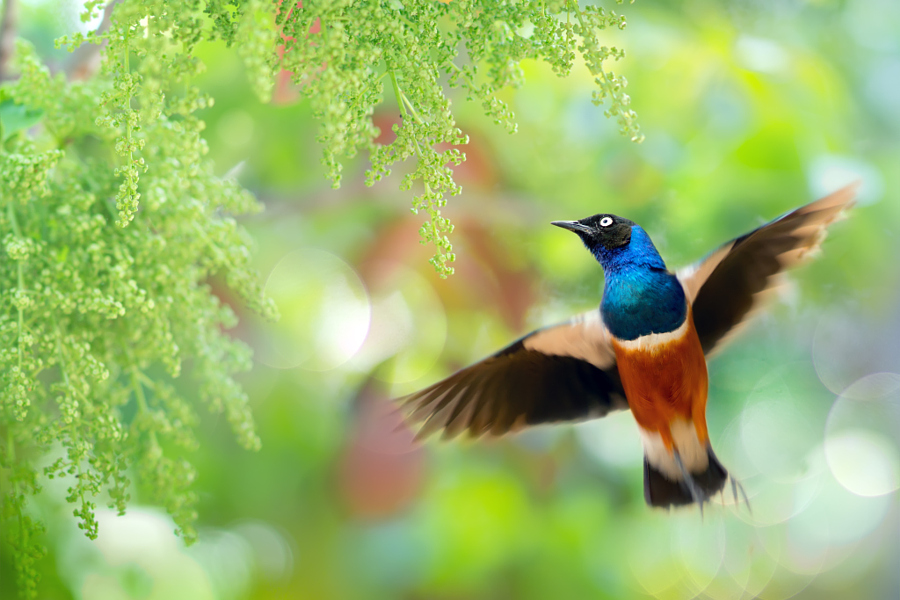 ～ Take Off The Moment ～, автор — FuYi Chen на 500px.com