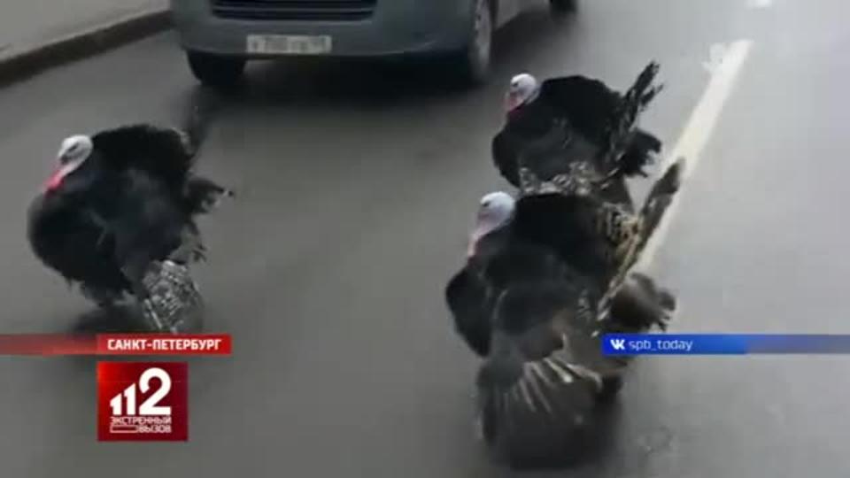 Индюки в Санкт-Петербурге устроили пробку и напали на водителя