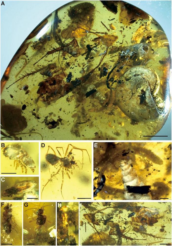 Аммонит в янтаре Палеонтология, Наука, Аммонит, Янтарь, Инклюз, Копипаста, Elementy ru, Длиннопост