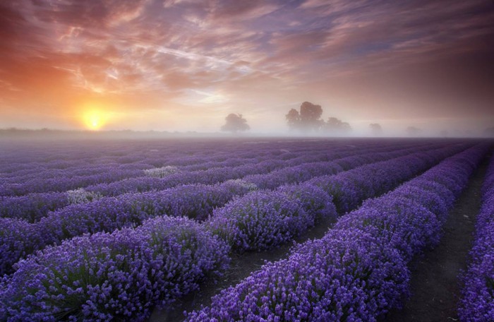 lavanda-foto-01-e1419759013227 (700x456, 81Kb)