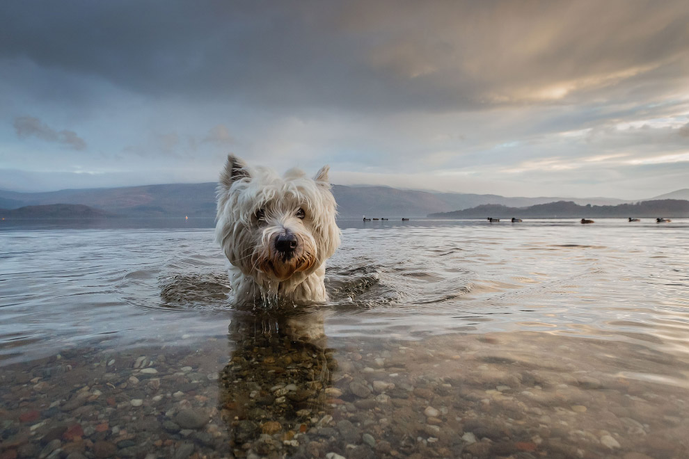 Конкурс собачьей фотографии Kennel Club Dog Photographer 2016