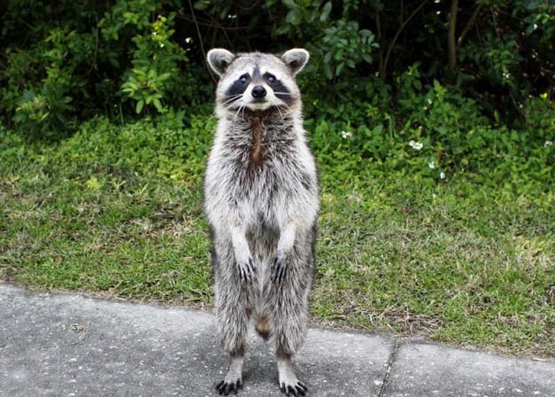 animals 221 � ��� ����������� ������