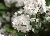 Маломерные кустарники, которые можно посадить на участке