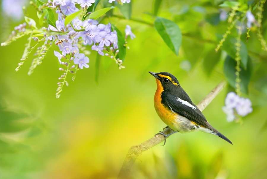 ～ Narcissus Flycatcher ～, автор — FuYi Chen на 500px.com