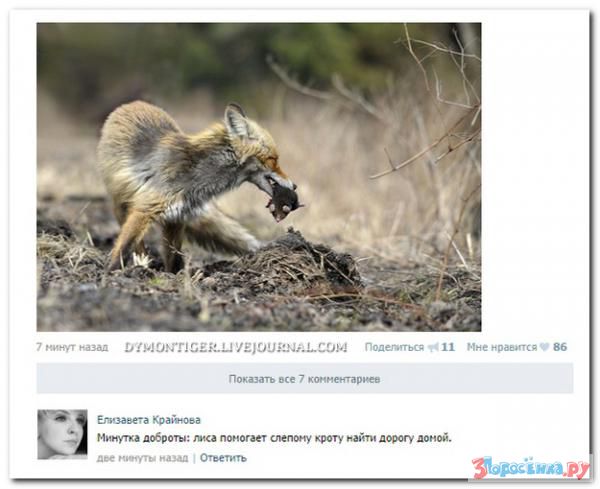 Убойная подборочка комментариев из соц.сетей от народных приколистов Убойная подборочка комментариев из соц.сетей от народных приколистов