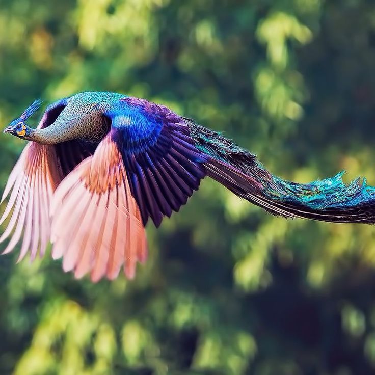 17 фото животных, сделанных в самый нужный момент