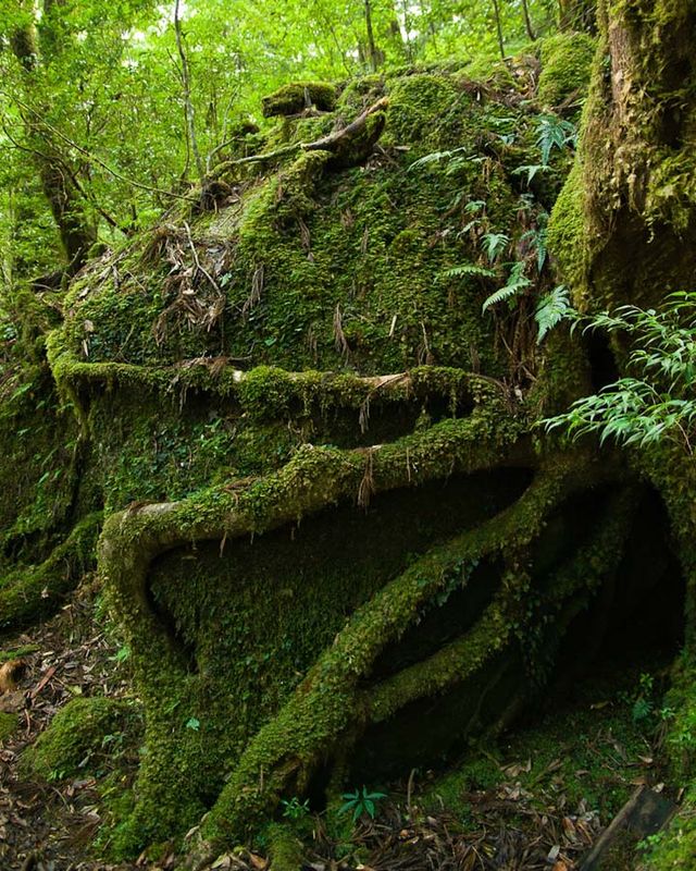 Сказочные леса острова Якусима (12 фото)