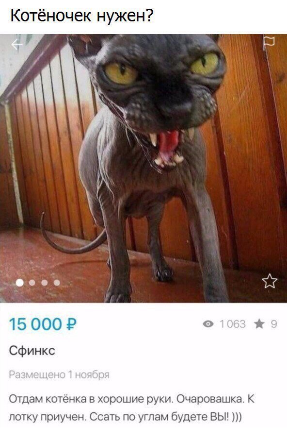 Прикольные комментарии из соцсетей Прикольные комментарии из соцсетей