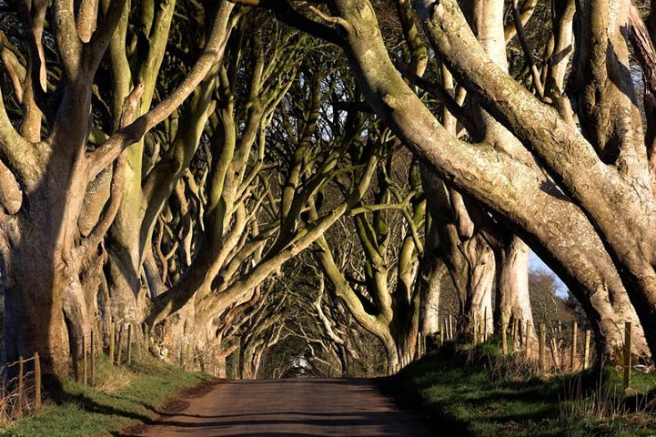 Mysterious trees in Ireland - 4