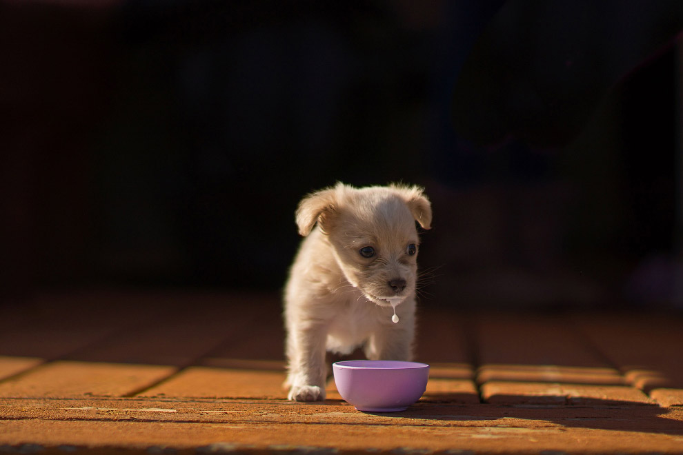 Конкурс собачьей фотографии Kennel Club Dog Photographer 2016