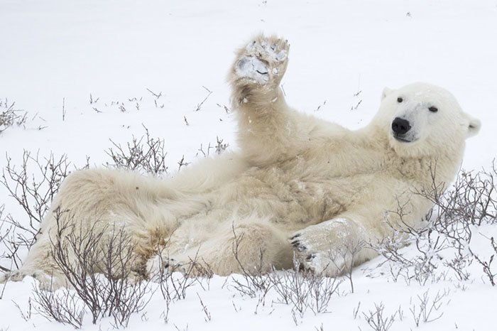 14. "Слишком устал, чтобы встать и поздороваться" (фото: Comedy Wildlife Photography Awards, животные, конкурс, природа, смех, фотография, юмор