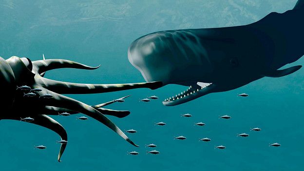 Эти морские твари такие гигантские, что их не может съесть кашалот Эти морские твари такие гигантские, что их не может съесть кашалот