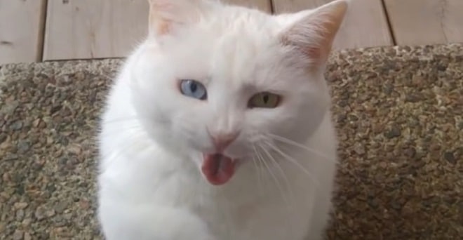 Кошка зовет Кошка с разными
