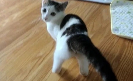 Кошечка Котик в комнате