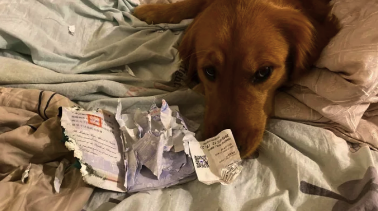 Собака не дала хозяйке отправиться в эпицентр коронавируса, уничтожив ее паспорт