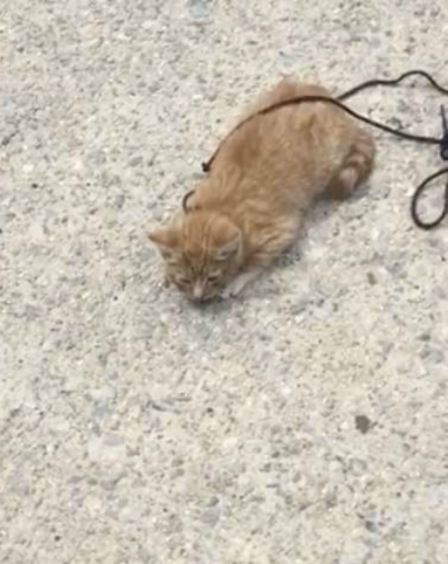 Котенок полз по тротуару с перевязанной шнурком шеей Котенок полз по тротуару с перевязанной шнурком шеей история, история спасения, котенок, коты, котята, кошки, помощь животным, спасение животных