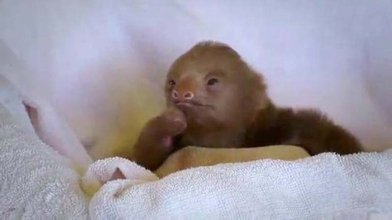 animals 92 � ��� ����������� ������