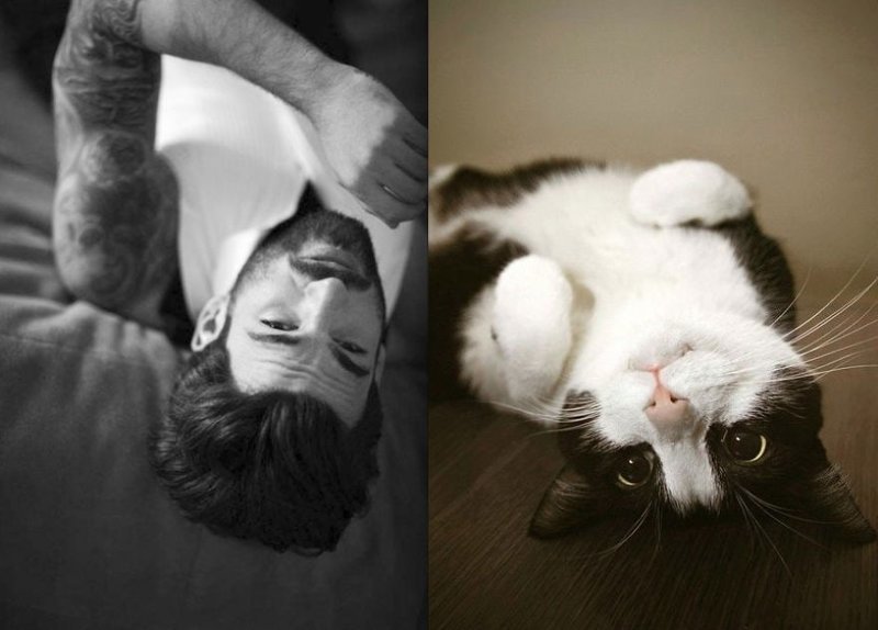 20 забавных коллажей, на которых наглядно видно, что у котов и красивых мужчин есть что-то общее 20 забавных коллажей, на которых наглядно видно, что у котов и красивых мужчин есть что-то общее животные, кот, кошки, мужчина, поза, прикол, юмор