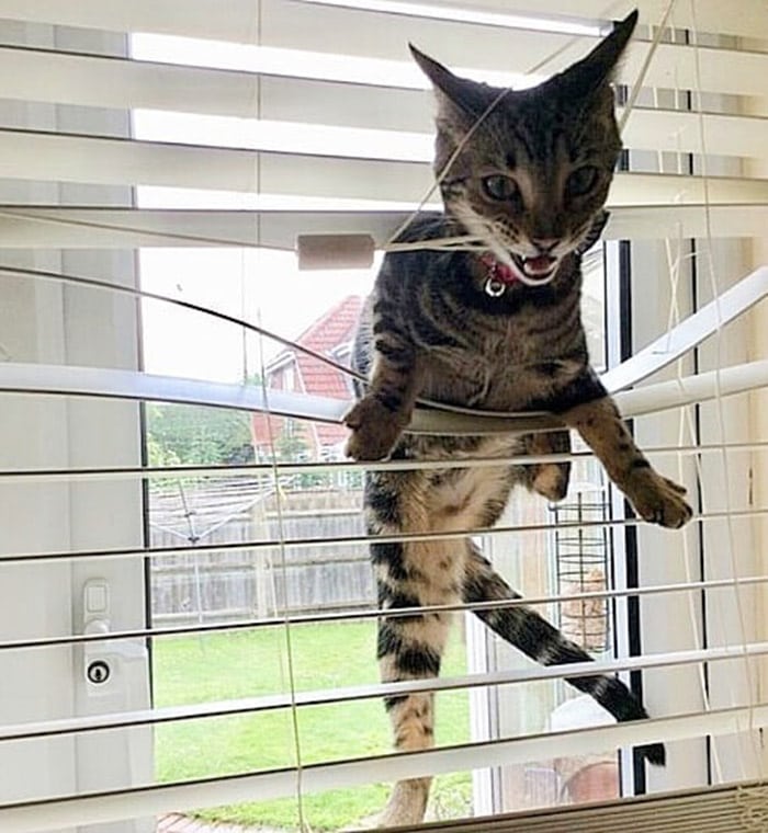 коты на фото Пушистые тираны: кошачьи выходки, которые заставляют владельцев понервничать