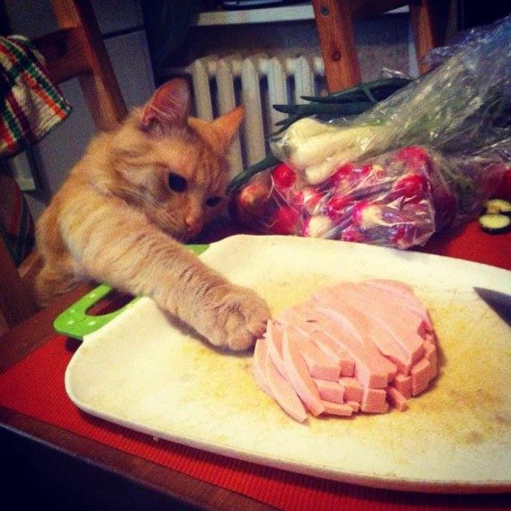 Коты, которых застали врасплох. И вовсе они не воруют, они охотятся! Коты, которых застали врасплох. И вовсе они не воруют, они охотятся!