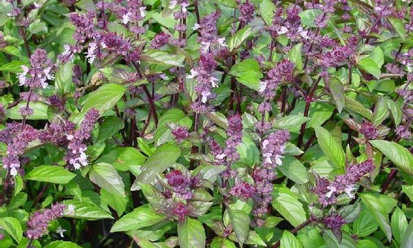 Базилик коричный