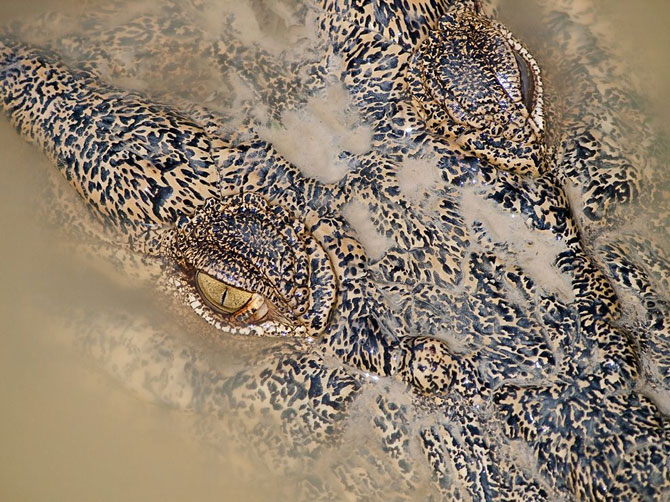 Лучшие фотографии National Geographic в июле