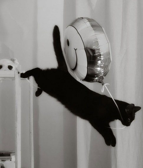 Коты, которых застали врасплох. И вовсе они не воруют, они охотятся! Коты, которых застали врасплох. И вовсе они не воруют, они охотятся!