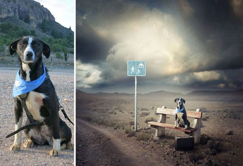 Волшебные собаки из приютов Волшебные собаки из приютов собаки, приют