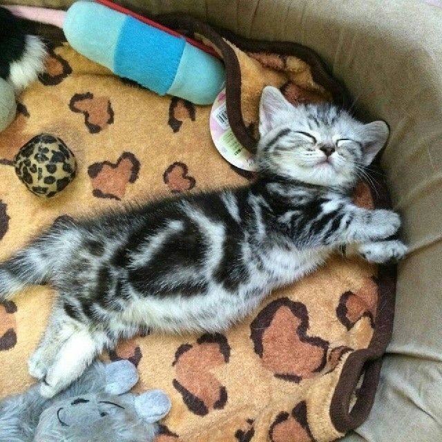 12 необычных причин, почему стоит завести себе котенка