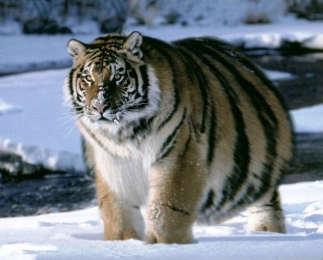 Беременность — она такая: самые очаровательные животные Беременность — она такая: самые очаровательные животные