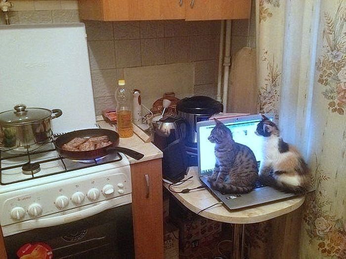 Что за чудо эти кошки!
