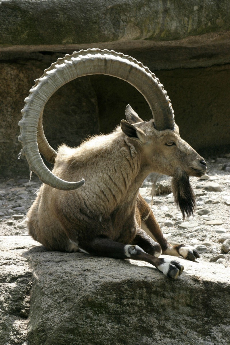 Прообраз зодиакального козерога — Сибирский горный козёл без фотошопа, природа, удивительные фото, человек