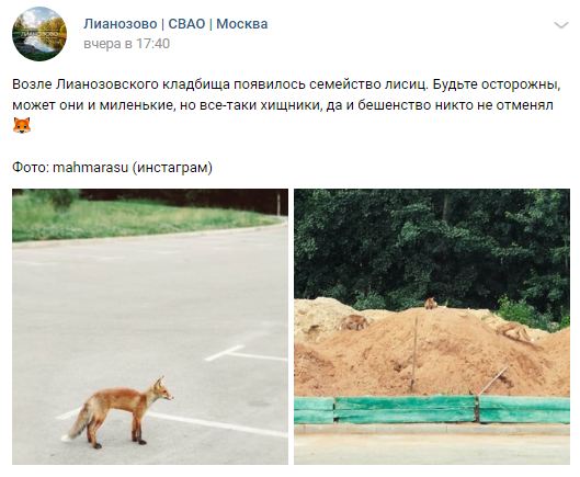 Дикие лисы подбираются к Лианозову