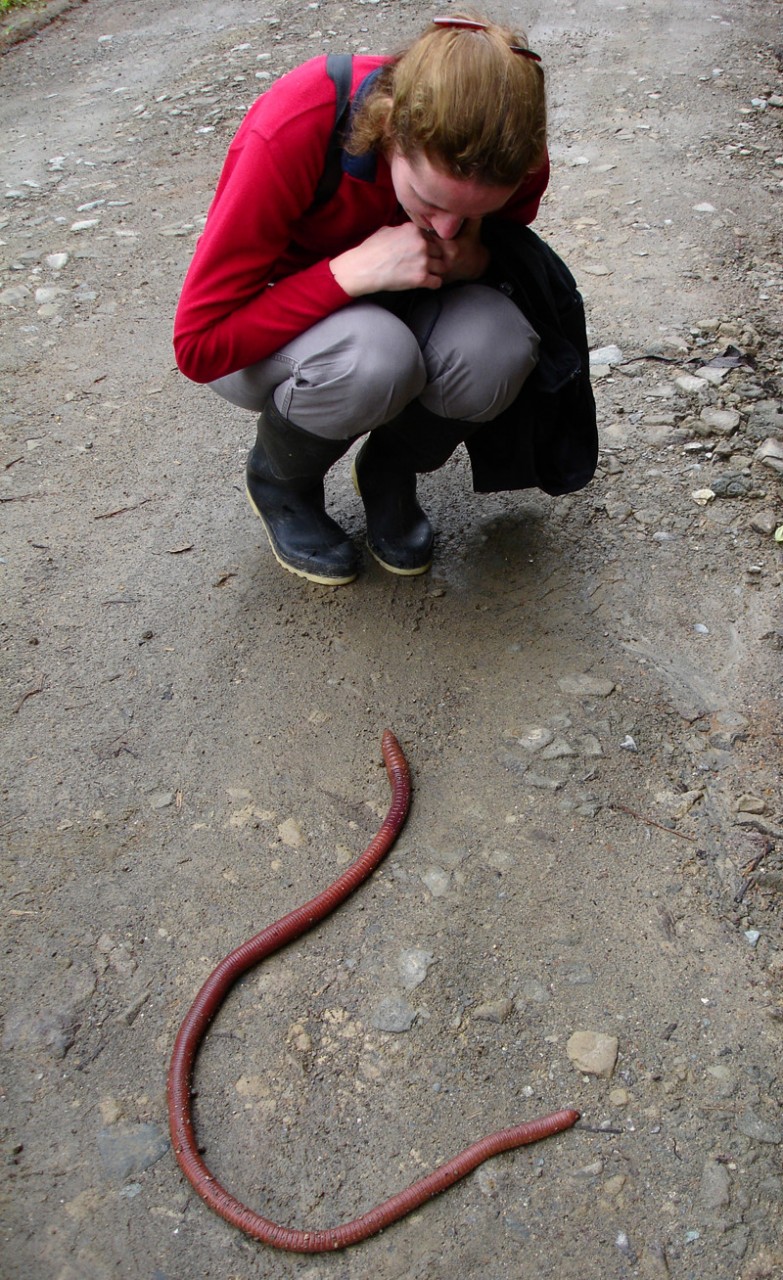 Австралийский гигантский дождевой червь. Некоторые из них могут вырастать длиной до 3 метров без фотошопа, природа, удивительные фото, человек