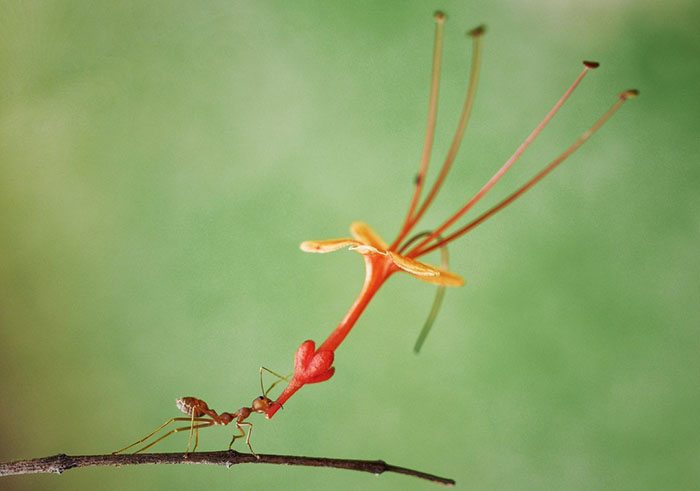 3085196_funnyanimalspicscomedywildlifephotographyawards105b07b864c537d__700 700x491 56Kb