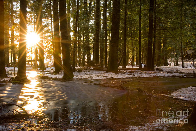 Как правильно фотографировать в лесу  и получить красивые фотографии леса в разные времена года.