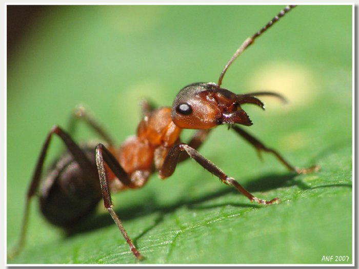 Планета муравьёв