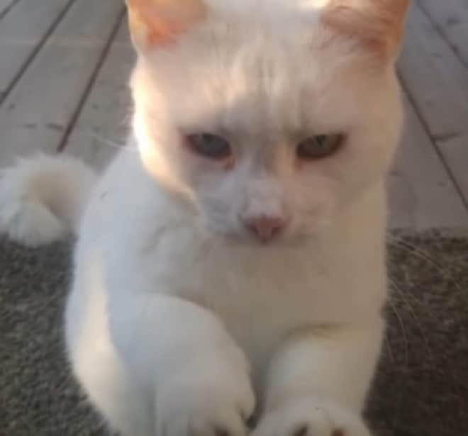 Кошка стучит лапками Кошка стучит