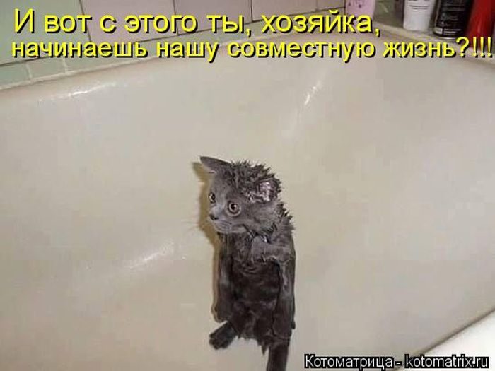 Лучшие котоматрицы недели