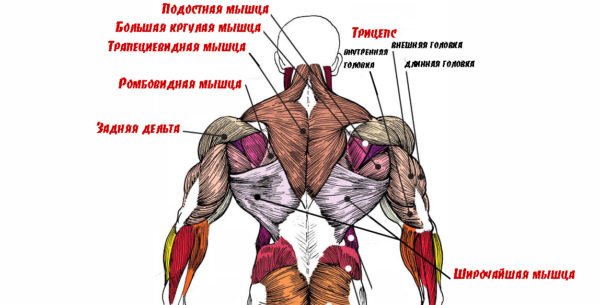 Анатомия мышц спины