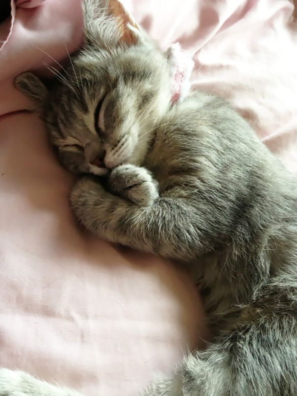 20 спящих котят, которые постигли науку сна в совершенстве спящие котята, котята спят