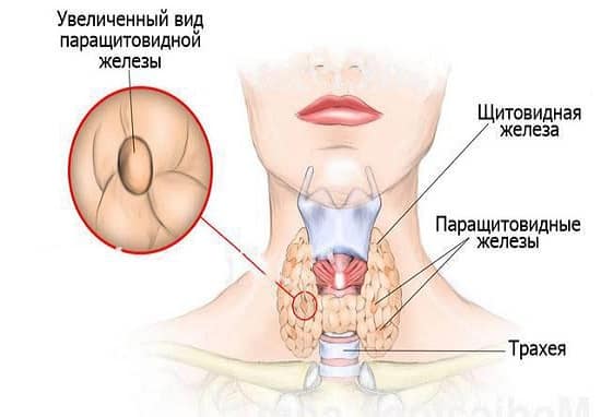 Заболевание щитовидный железы.Почему болеет щитовидная железа