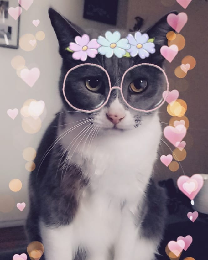 8 милых масок Snapchat для домашних животных